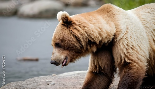 a-bear-scratching-its-head-with-its-paw-