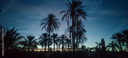 Camping amidst palm trees in the village Dechra Hamra, the town of El Kantara at sunrise. Biskra. Algeria photo