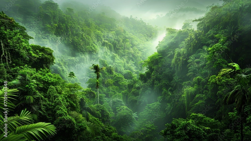 A lush green forest with a misty atmosphere. The trees are tall and ...