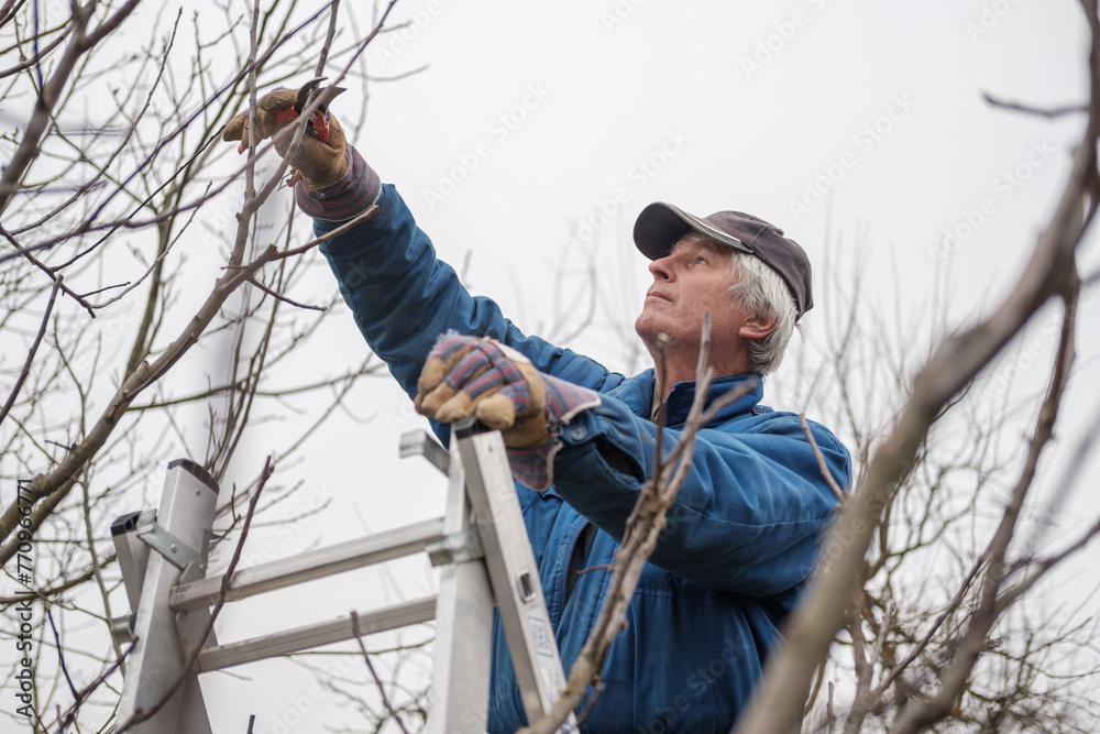 Man pruning a tree against a grey sky Man pruning a tree against a grey sky