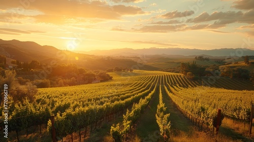 A beautiful sunset over a vineyard with a man walking through the rows of grapes. Scene is peaceful and serene  as the sun sets over the hills and the man takes in the beauty of the landscape