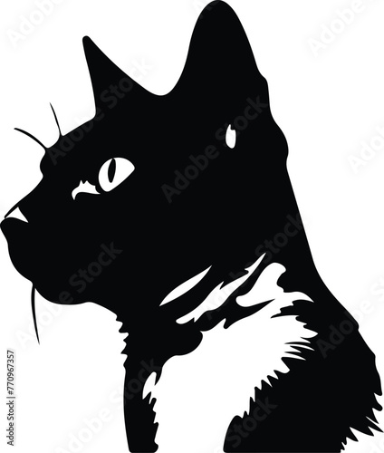Snowshoe Cat portrait