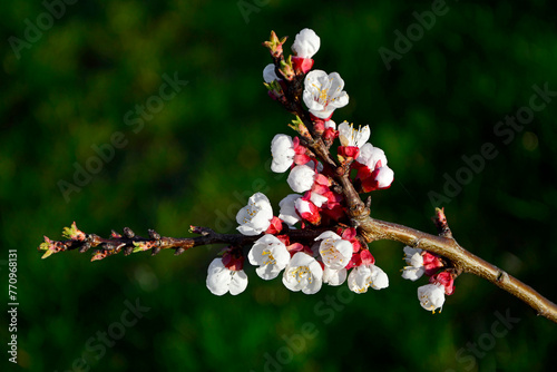 kwitnąca morela, Kwiaty na moreli w ogrodzie wiosną, kwiaty na gałązce moreli wiosną, Prunus armeniaca, blooming apricot, Flowers on apricot in the garden in spring, flowers on apricot twig in spring 