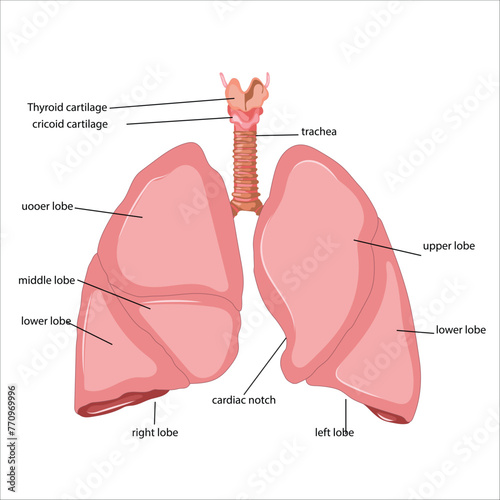 lungs and alveoli anatomy vector