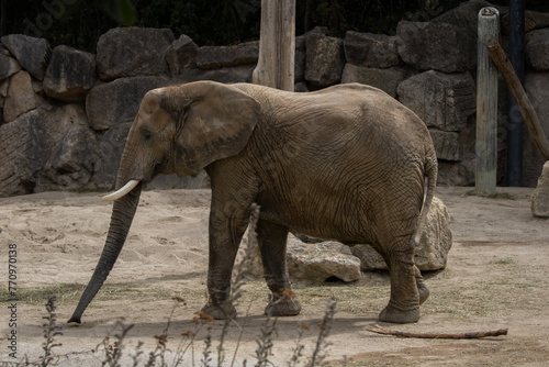 portrat of elephant photo