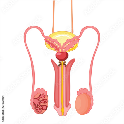 Male reproductive system