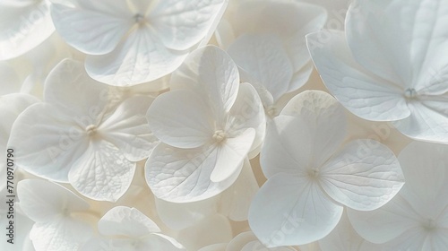 Luxury premium background design with realistic white flowers. White horizontal template for banner  premium invitation  prestigious gift certificate. Nature Concept