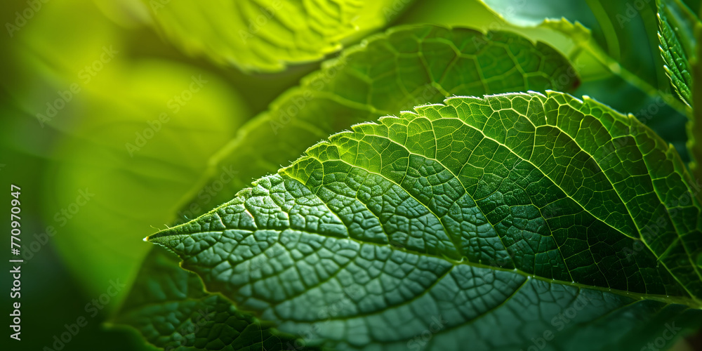 Close-Up View of Green Leaves With Intricate Veins in Sunlit Garden. AI. Close-Up View of Green Leaves With Intricate Veins in Sunlit Garden. AI.