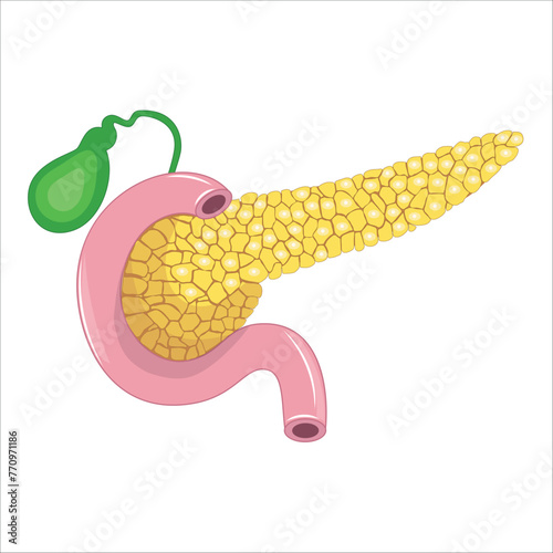 pancreas, spleen and gall bladder anatomy 
