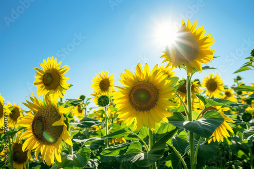 A field of sunflowers with the sun shining brightly on them