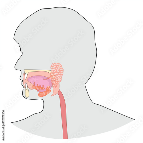 Buccal cavity and salivary glands