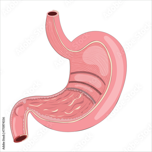 stomach anatomy