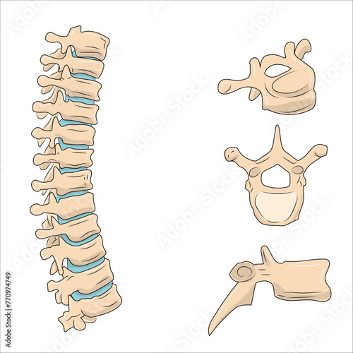 Thoracic vertebrae anatomy