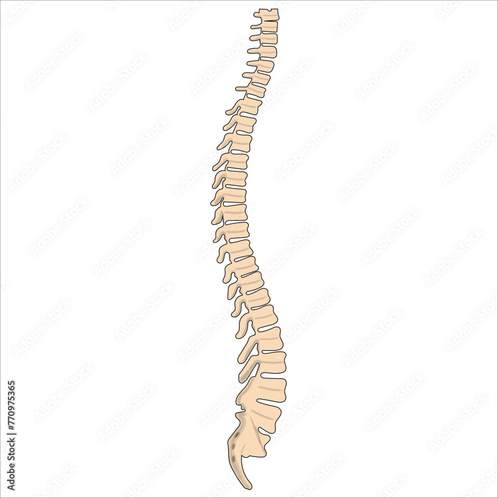 vertebral column anatomy