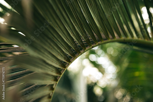 curved palm leaf close-up photo