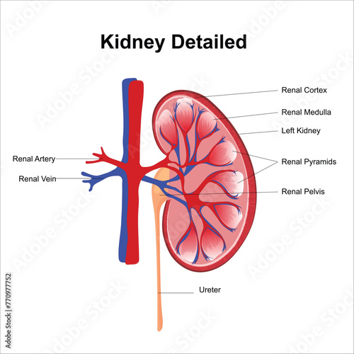 kidney illustration 