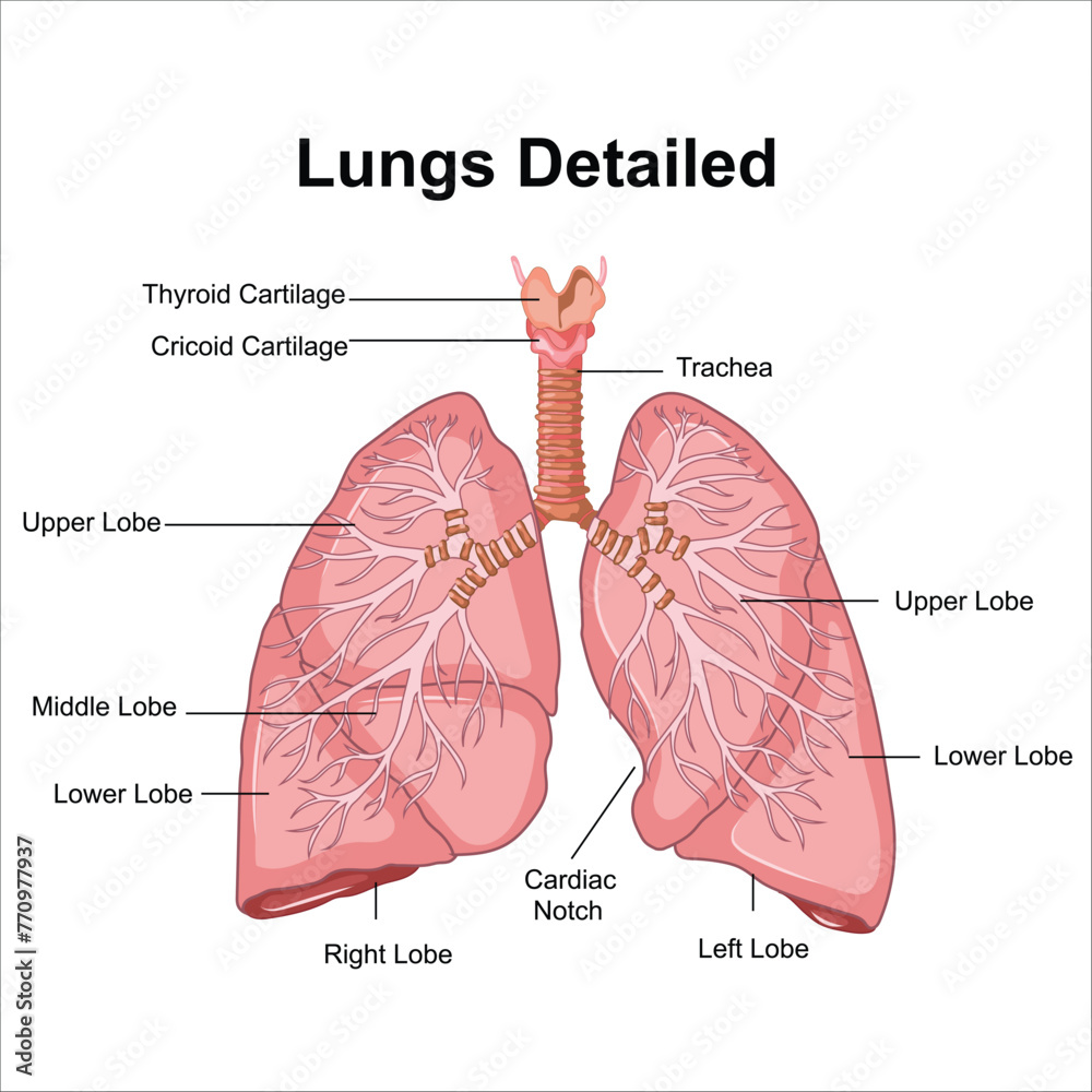 lungs and alveoli anatomy vector Stock Vector | Adobe Stock