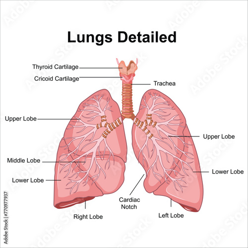 lungs and alveoli anatomy vector