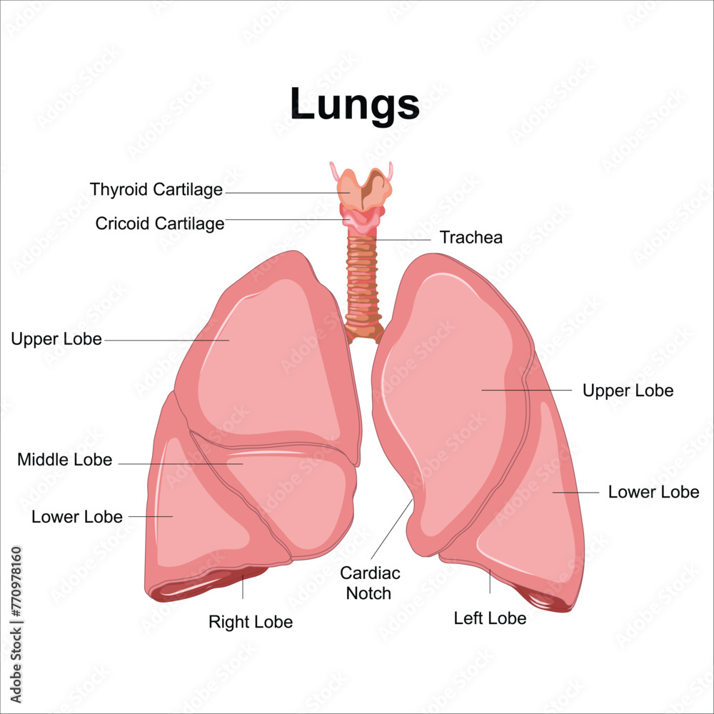 lungs and alveoli anatomy vector Stock Vector | Adobe Stock