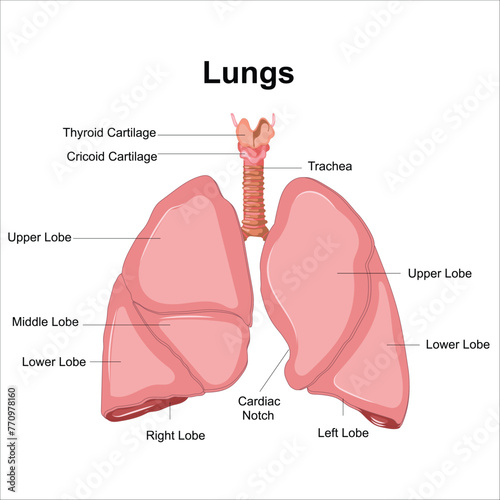 lungs and alveoli anatomy vector