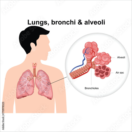 lungs and alveoli anatomy vector