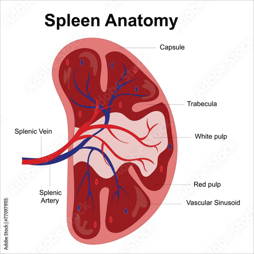 spleen anatomy