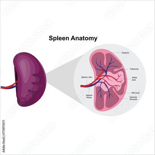 spleen anatomy