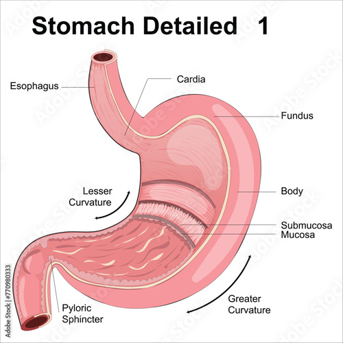 stomach anatomy photo