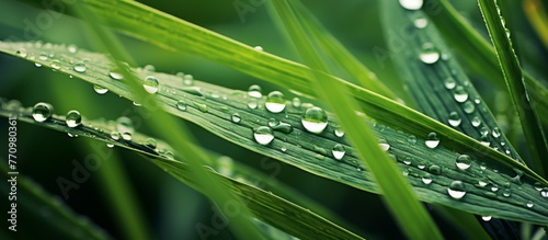 A close up image of a green leaf from a flowering plant with water drops on it, showcasing the beauty of moisture in nature