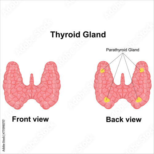 Thyroid gland