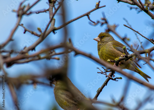 European Greenfinch (Carduelis chloris) - Found throughout Europe and parts of Asia