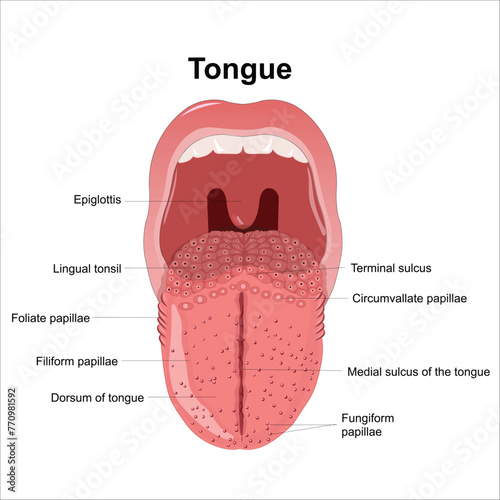 Tongue illustration photo