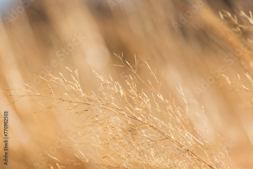 Close-up of prairie grass photo