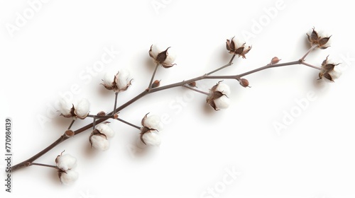 twig with cotton background.
