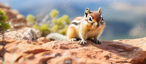 An Organ Mountains Chipmunk perched on a rock near a water source, surrounded by grass and wood. The cloudfilled sky adds to the picturesque landscape