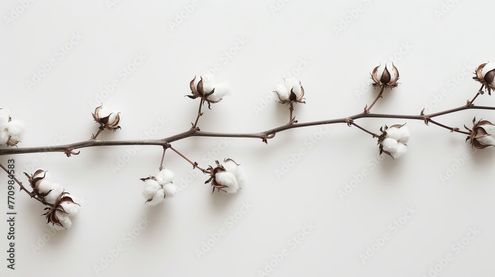 Obraz premium twig with cotton background.