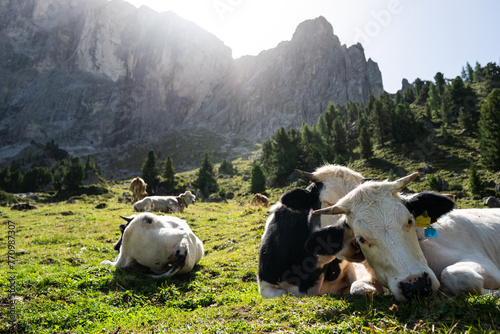 Cows grazing on the Italian Dolomiti photo