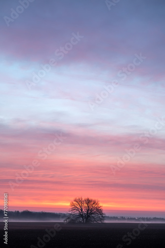 A lonely tree in a field against a beautiful sky with flaming clouds from the rays of the rising sun.