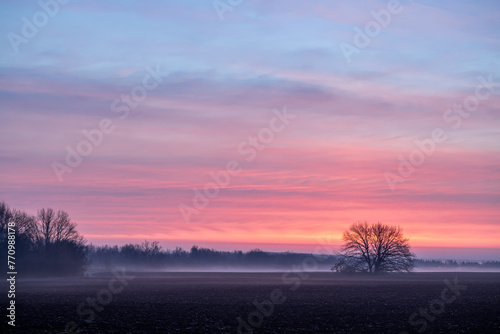 A lonely tree in a field against a beautiful sky with flaming clouds from the rays of the rising sun.