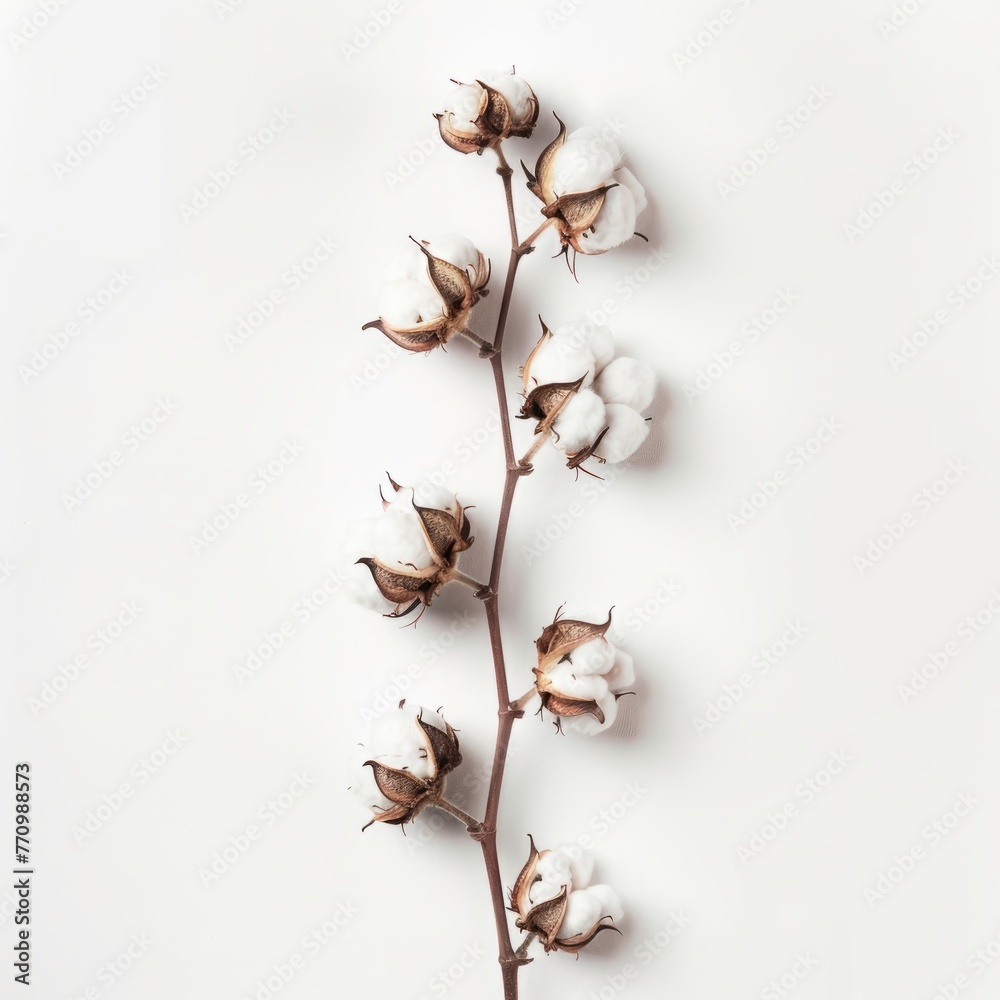 twig with cotton background. twig with cotton background.