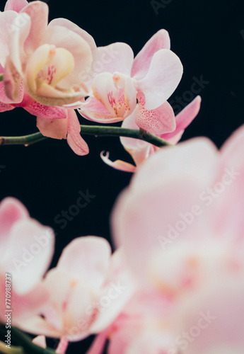 Orchid flowers on black