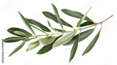 Isolated green olive branch on white background photo