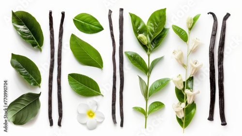 A vanilla flower stick and leaf isolated on a white background as part of a package design