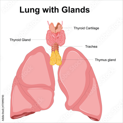 lungs and alveoli anatomy vector