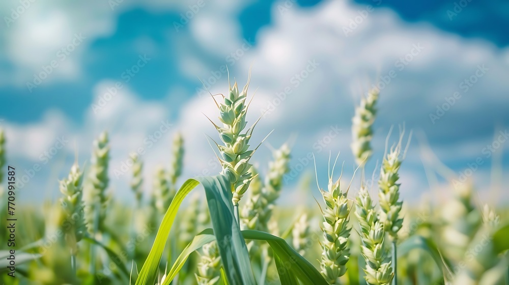 Green wheat field landscape. Close-up capture of lush green wheat ears in field. Agriculture and harvesting landscapes. Green wheat field landscape. Close-up capture of lush green wheat ears in field. Agriculture and harvesting landscapes.