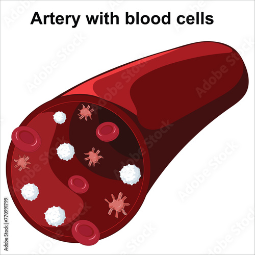 Artery with blood cells