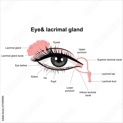 Eye & lacrimal gland photo