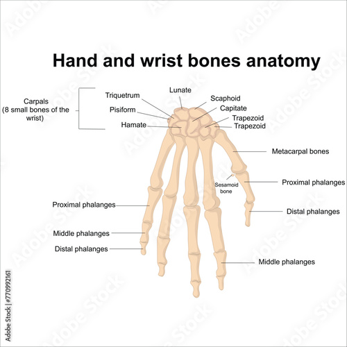 Hand and wrist bones anatomy