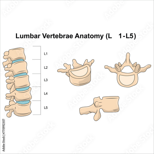 Lumbar vertebrae anatomy