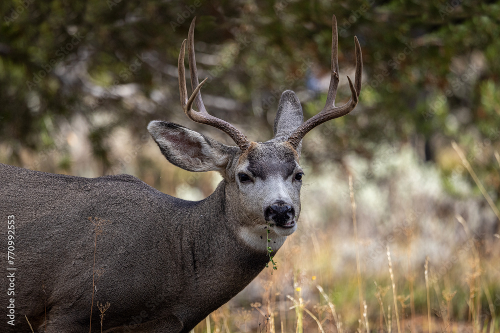 Buck Eating in the Woods at Grand Teton National Park Wyoming Buck Eating in the Woods at Grand Teton National Park Wyoming